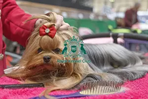 Yorkshire Terrier Prints: Rousl Dlozaxle from Lithuania with Tokyo