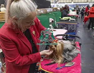 Yorkshire Terrier Prints: Rousl Dlozaxle from Lithuania with Tokyo