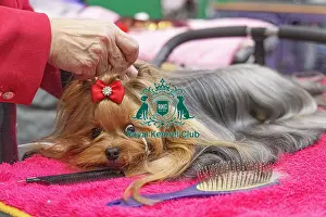 Yorkshire Terrier Prints: Rousl Dlozaxle from Lithuania with Tokyo