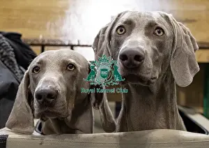 Weimaraner Prints: Rudi (L) & Hate (R) Weimaraner's