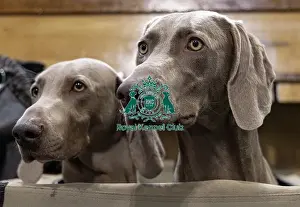 Weimaraner Prints: Rudi (L) & Hate (R) Weimaraner's