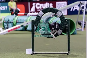 Border Collie Prints: Runner Up of the International Invitational Large Agility Final Christian Prinz from Germany with Coon Eager to Work