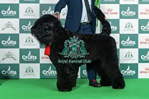 Thursday Prints: Russian Black Terrier Best of Breed Crufts 2026