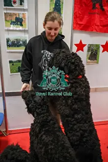 Russian Black Terrier Prints: Russian Black Terrier at Discover Dogs