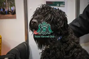 Russian Black Terrier Prints: Russian Black Terrier at Discover Dogs