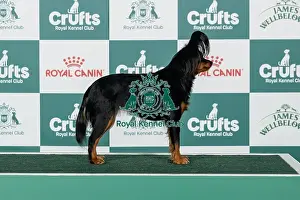 Saturday Prints: Russian Toy Best of Breed Crufts 2026
