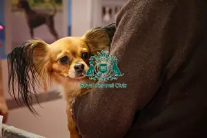 Crufts 2025 Discover Dogs Prints: Russian Toy at Discover Dogs