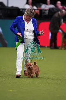 Ruth Gee from Worksop with Boozy, a Norfolk Terrier, which was the Best of Breed winner today (Saturday 11. 03. 23), the third day of Crufts 2023, at the NEC Birmingham