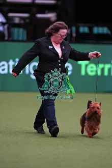 Ruth Jones from Midwales with Blake, a Australian Terrier, which was the Best of Breed winner today (Saturday 11. 03. 23), the third day of Crufts 2023, at the NEC Birmingham. Ruth Jones from Midwales with Blake, a Australian Terrier