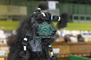 Poodle Standard Prints: Ryu a Poodle (Standard), is getting groomed