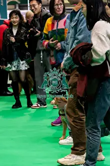 Dogs Prints: The Safe And Sound Scheme In The Good Citizen Ring