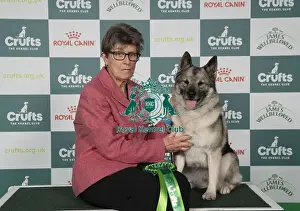 Norwegian Elkhound Prints: Sally Simmonds, from Welshpool