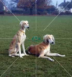 saluki