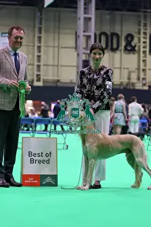 The Royal Kennel Club Prints: Saluki, Best of Breed - Crufts 2026