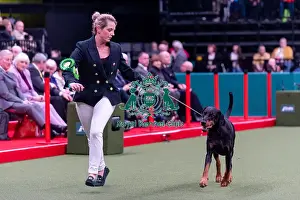 Dobermann Prints: Sam Jones from Chippenham, Wiltshire with Alvin