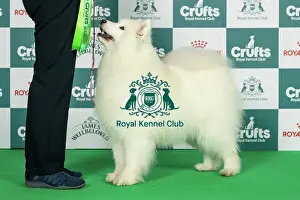 Thursday Prints: Samoyed Best of Breed Crufts 2026