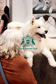 Samoyed Prints: Samoyed At Discover Dogs