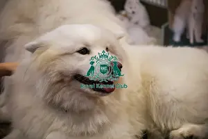 Samoyed Prints: Samoyed Discover Dogs