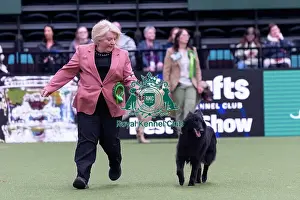 Belgian Shepherd Dog Groenendael Prints: Sandra Smith from Llanelli, Wales with Lyra