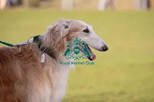 Crufts 2025 BeatMedia Prints: Sandy, a Borzoi, from the Midlands