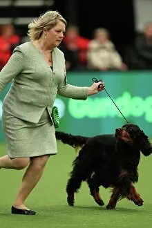 Official photos from Crufts 2023: Sarah Loakes from Edmondbyers with Vegas a Gordon Setter which was the Best of Breed winner today