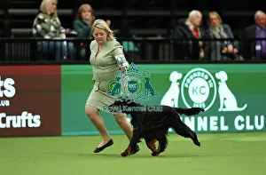 Crufts 2023 Prints: Sarah Loakes and Jean Collins-Pitman from Edmondbyers with Vegas a Gordon Setter which was the Best of Breed winner