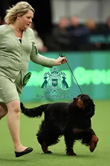 Sarah Loakes and Jean Collins-Pitman from Edmondbyers with Vegas a Gordon Setter which was the Best of Breed winner today (Thursday 09. 03. 23), the first day of Crufts 2023, at the NEC Birmingham