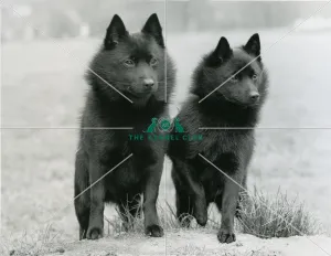 SCHIPPERKE