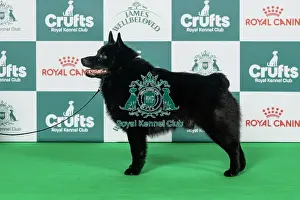 Schipperke Prints: Schipperke Best of Breed Crufts 2026