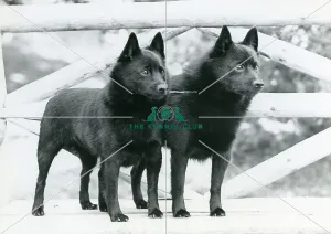 Schipperkes Schipperkes