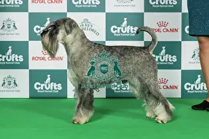 Utility Group Prints: Schnauzer Best of Breed Crufts 2026