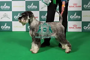 Crufts 2025 Best Of Breed Prints: Schnauzer BOB