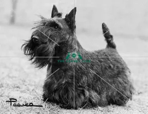 Scottish Terrier