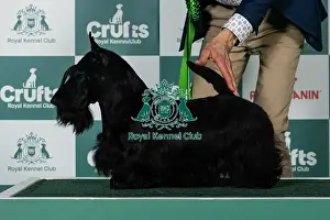 Friday Prints: Scottish Terrier Best of Breed Crufts 2026