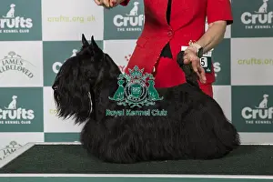 Crufts 2025 Best Of Breed Prints: Scottish Terrier BOB