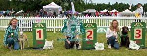 Scruffts 2023 regional round DogFest Tatton Park, Manchester