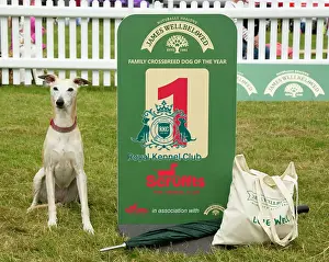 Scruffts 2023 regional round DogFest Tatton Park, Manchester