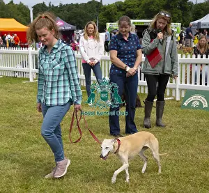 Scruffts 2023 regional round DogFest Tatton Park, Manchester