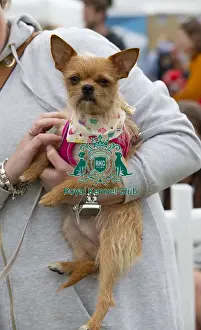 Scruffts 2022 Prints: Scruffts 2023 regional round DogFest Tatton Park, Manchester