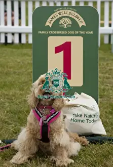 Scruffts 2023 regional round DogFest Tatton Park, Manchester