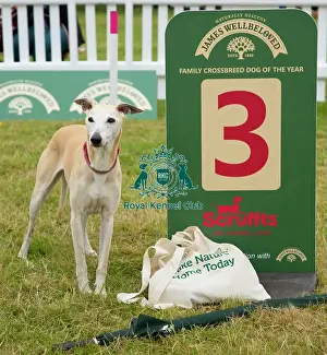 Scruffts 2023 regional round DogFest Tatton Park, Manchester