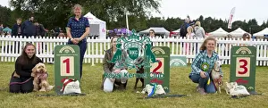 Scruffts 2022 Prints: Scruffts 2023 regional round DogFest Tatton Park, Manchester