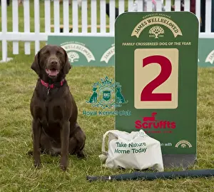 Scruffts 2022 Prints: Scruffts 2023 regional round DogFest Tatton Park, Manchester