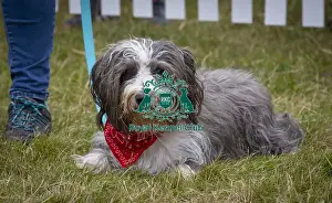 Scruffts 2023 regional round DogFest Tatton Park, Manchester