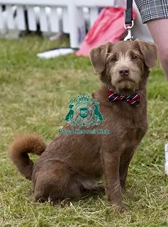 Scruffts 2023 regional round DogFest Tatton Park, Manchester