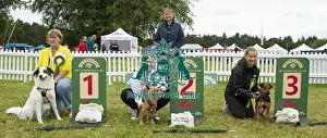Scruffts 2022 Prints: Scruffts 2023 regional round DogFest Tatton Park, Manchester