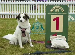 Scruffts 2023 regional round DogFest Tatton Park, Manchester