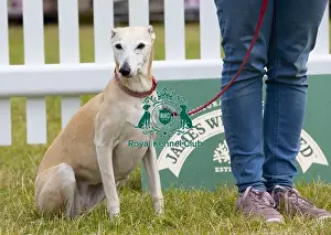 Scruffts 2023 regional round DogFest Tatton Park, Manchester