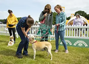 Scruffts 2023 regional round DogFest Tatton Park, Manchester