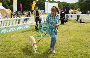 Scruffts 2023 regional round DogFest Tatton Park, Manchester